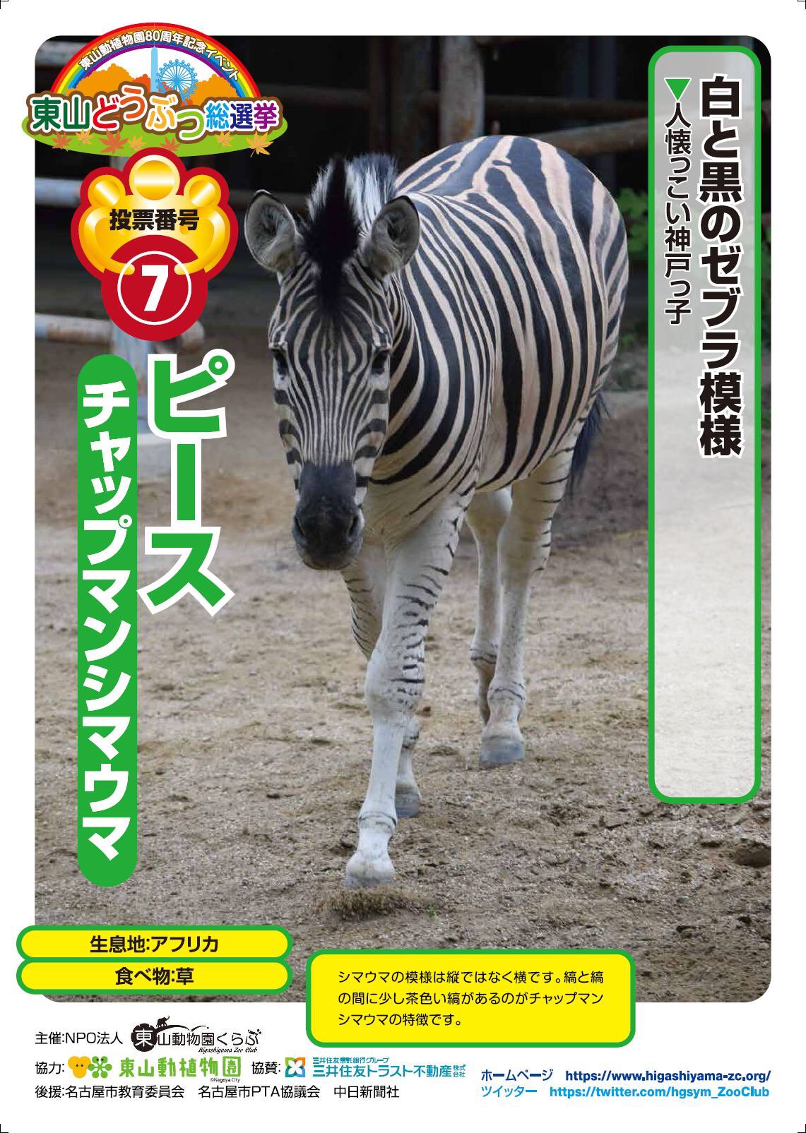 Npo法人東山動物園くらぶ En Twitter 投票番号7 チャップマンシマウマ ピース 東山どうぶつ総選挙 チャップマンシマウマ ピース 東山動植物園 東山動物園くらぶ