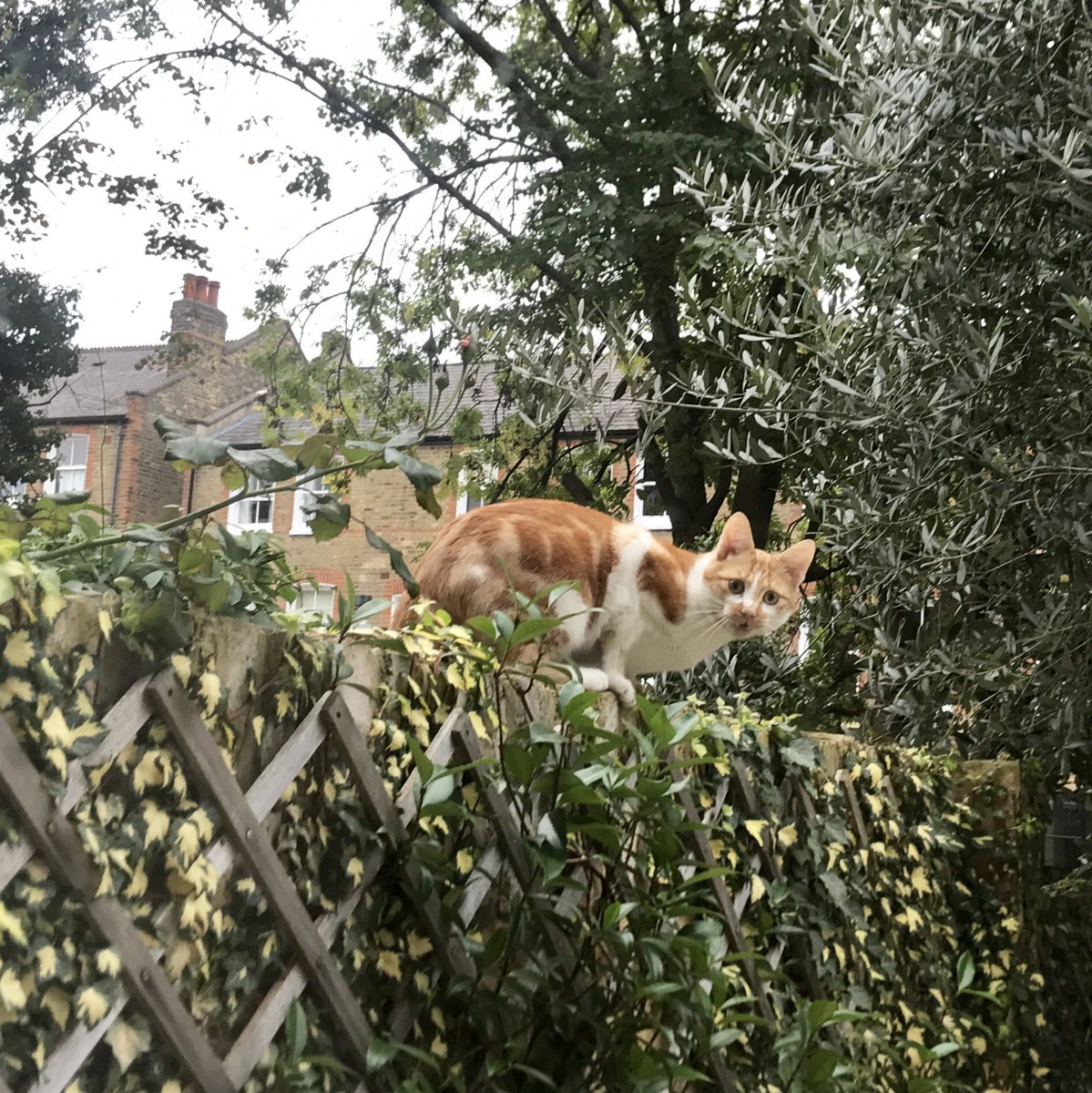 Has anyone lost a ginger and white cat in the #ElmbourneRoad #HillburyRoad area of #Balham #Tooting ? #LostCat #MissingCat #FoundCat