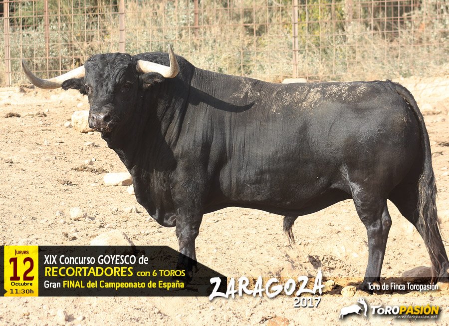 📸 | Impresionante toro para la final del Campeonato de España de recortadores de <a href="/TorosZaragoza/">Toros en la Misericordia</a> 
📆 Jueves 12
⏰ 11:30
¡Vuelve el espectáculo!