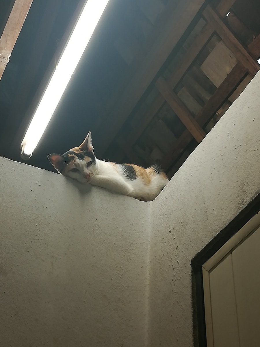 Phonebon1014's tweet photo. EXCUSE ME would you f***ing mind go away, i need to shit right now #peepingtom #immaneedtoshitrightnow #lookaway #kiitty #cat https://t.co/1F7Shx0pXm
