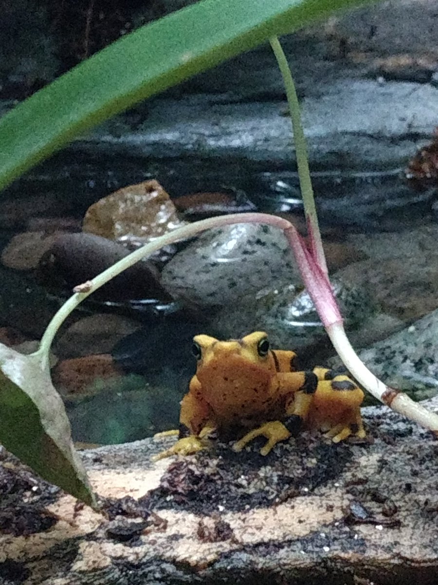 HannaSumrall's tweet photo. @TAMUGVertBiol Amphibian! Common name: Panamanian Golden Frog Scientific name: Atelopus zeteki https://t.co/YJ39zb2RqS