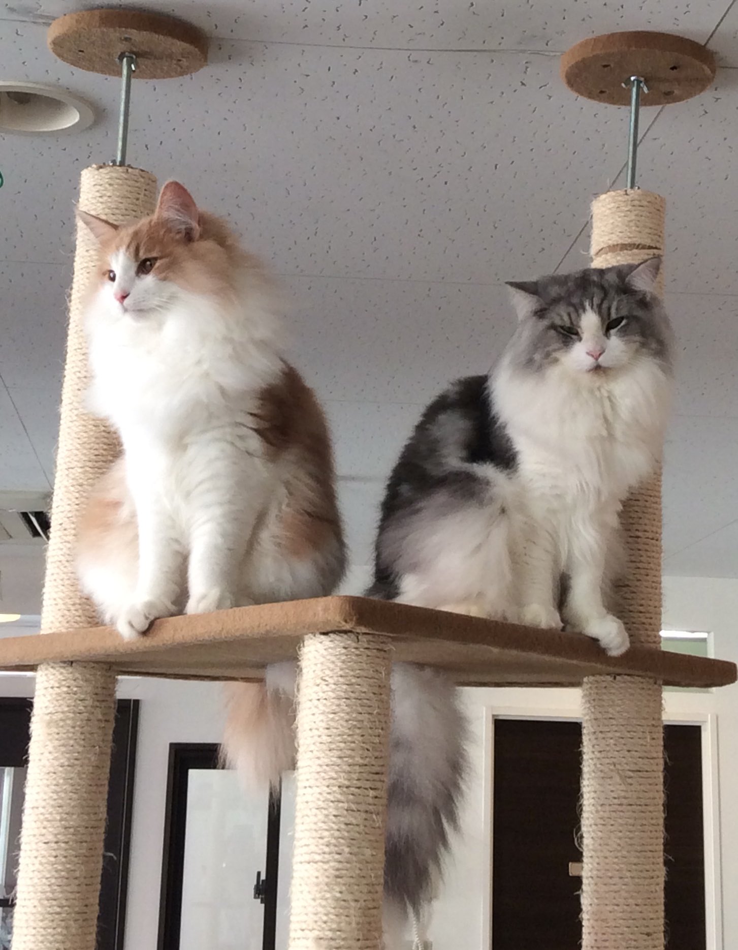 猫カフェ キャットストリート ただいま空席ございます キャットタワーの上で仲良く並んでるポテムー ポテト 大きくなりました 猫 猫カフェ 猫カフェキャットストリート 名古屋 名古屋栄 プリンセス大通り ノルウェージャンフォレスト
