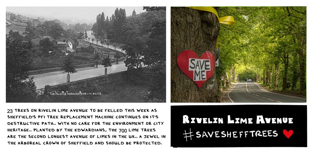Rivelin Lime Avenue set to lose 23 majestic trees this week as #Sheffield PFI machine targets national arboreal treasure. #SaveSheffTrees