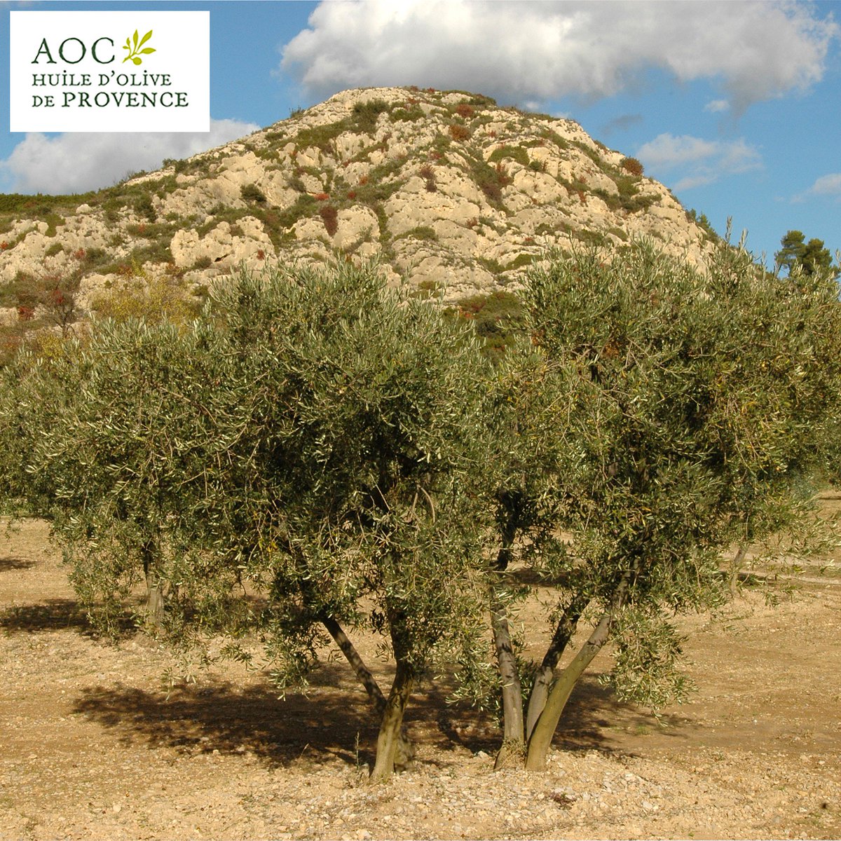 HuileProvence's tweet photo. ⛰️ #LeSaviezVous ? L'oliveraie en #Provence est avant tout une oliveraie de #collines et de #piemonts ☀️ https://t.co/jcte2YyzO3