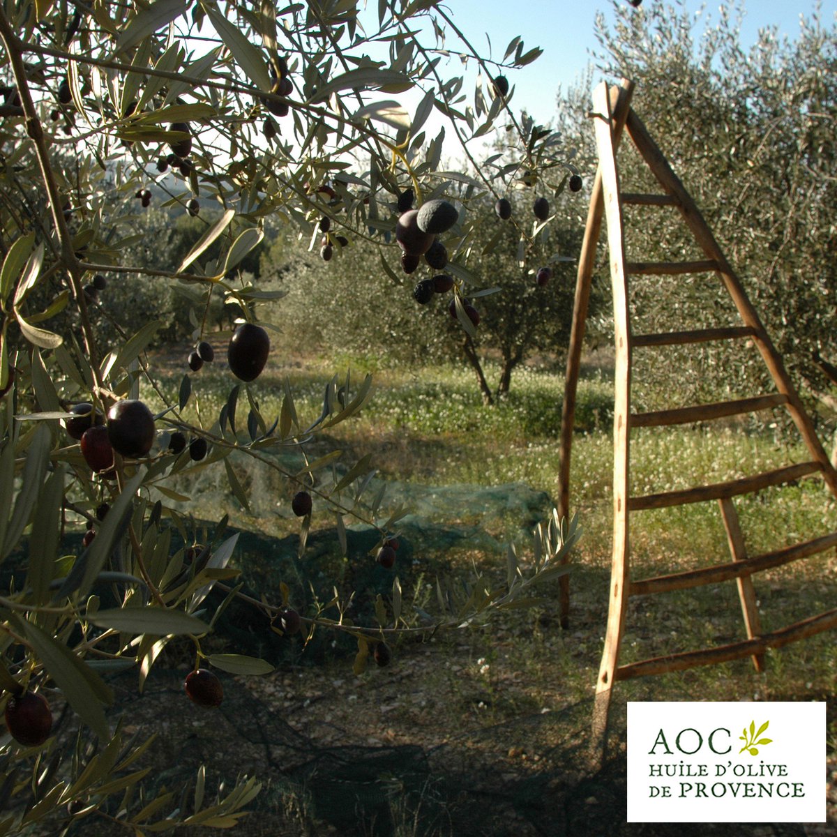 HuileProvence's tweet photo. La cueillette des olives se fait encore parfois à la main, à l'aide de filets et d'échelles #ArtDeVivre #SavoirFaire #MadeInFrance 📷 https://t.co/vKdtWCLLhq
