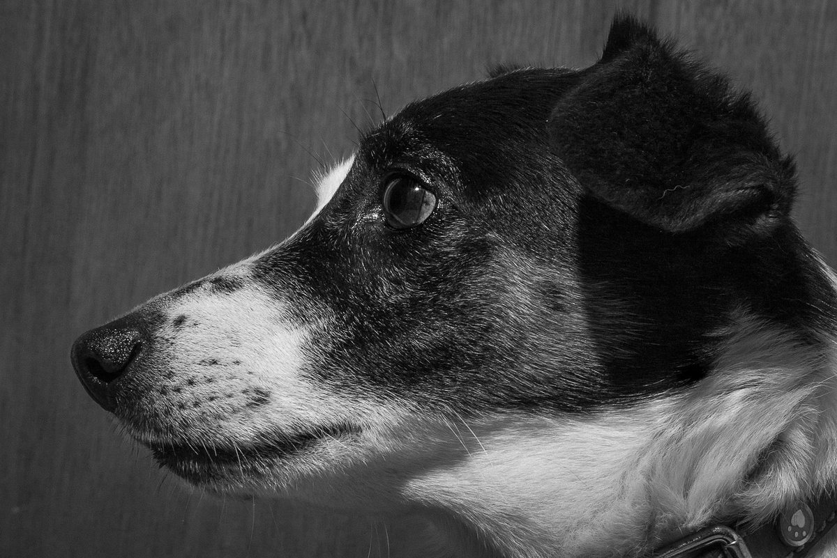 chris_sinfield's tweet photo. Where's my biscuit!
https://t.co/nqNKdzIBnU
#dogsoftwitter #Modeling #portraitphotography https://t.co/xe7q0n2fr0