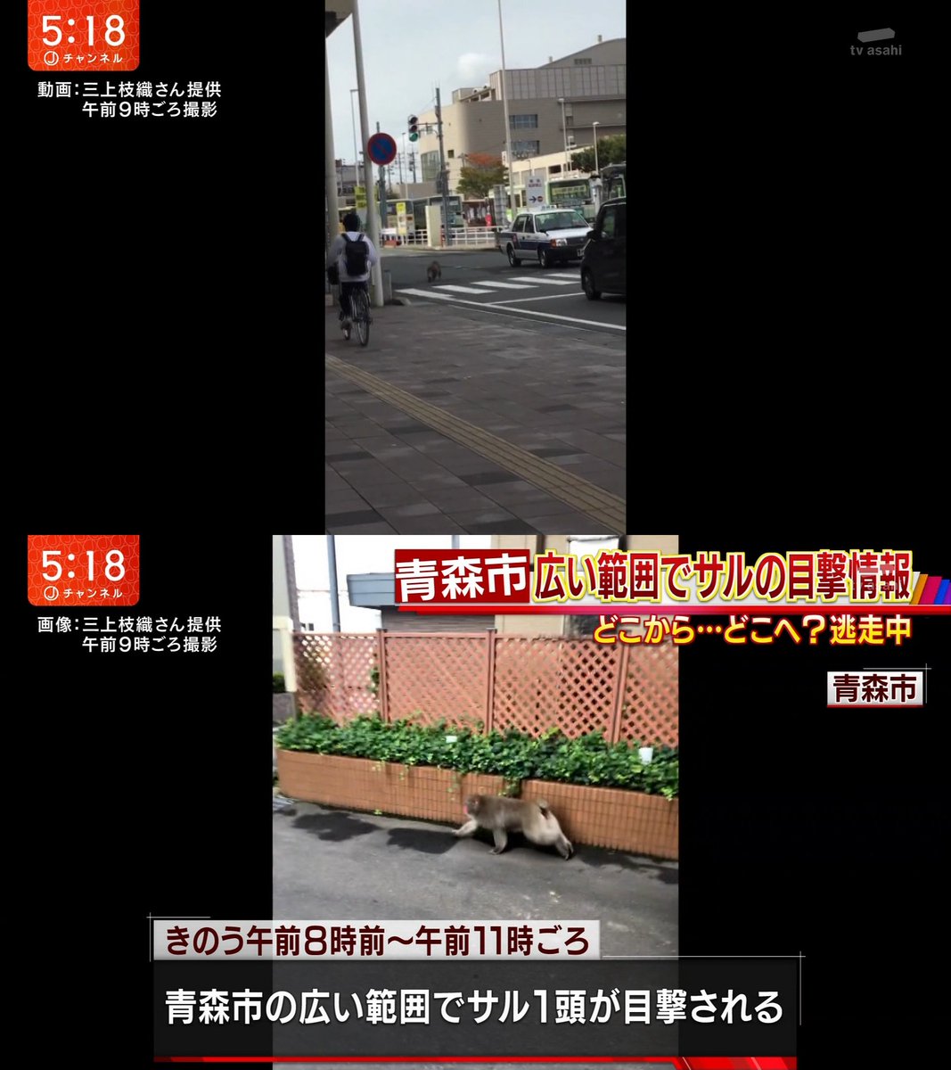 むーぐ 17 10 9 月 16 50 19 00 テレビ朝日 スーパーjチャンネル 青森駅前で偶然サルを目撃した声優 三上枝織さんが撮影 T Co Rvqflrckdx むーぐ 17 10 9 月 16 50 19 00 テレビ朝日 スーパーjチャンネル 青森駅前で偶然サルを目撃した声優 三上枝織さんが撮影 T Co Rvqflrckdx