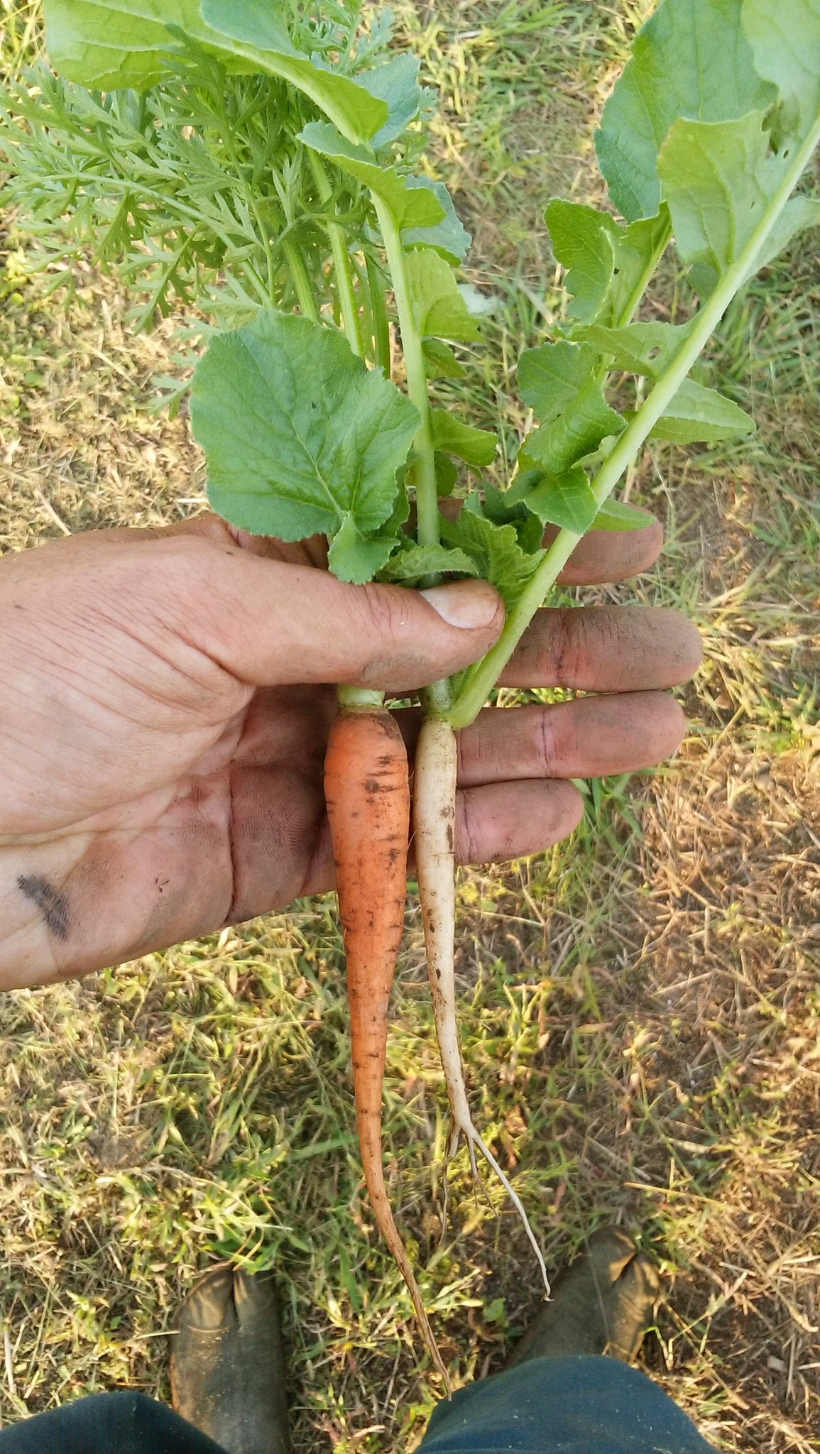 小さい人参はどうやって食べる 食べ方と特徴 野菜大図鑑
