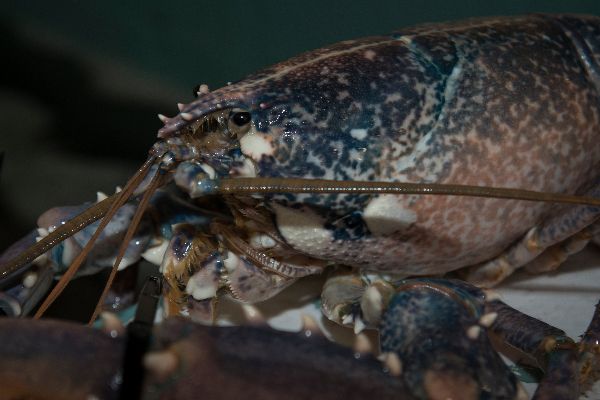 Sustainability matters! We guarantee provenance that all fish purchased is caught within the legal quota limits bit.ly/2mBONVW