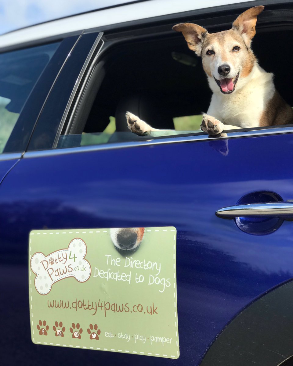 dotty4paws's tweet photo. "Was that the weekend that just went whizzing past my whiskers?!! Why do they always have to go soooo fast?!!" 🐾🚘🚙 

#FirstWorldProblems https://t.co/8loBJLCOMr