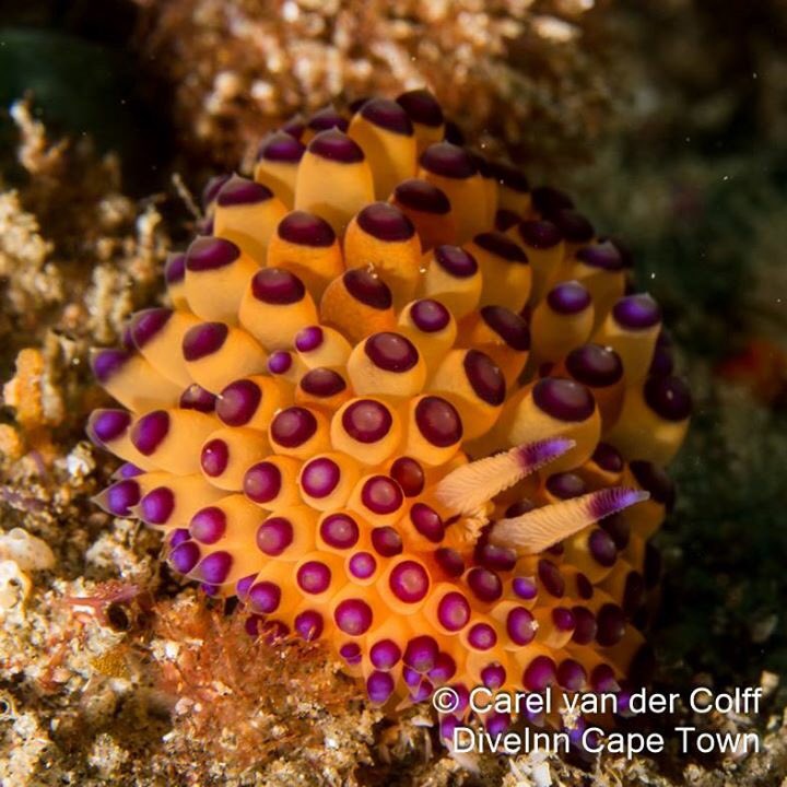 DiveInnCapetown's tweet photo. The ocean is always showing off! #Dive with us to see it. More pics > https://t.co/WYPws3pNtQ #diving https://t.co/dETtyg4nKZ
