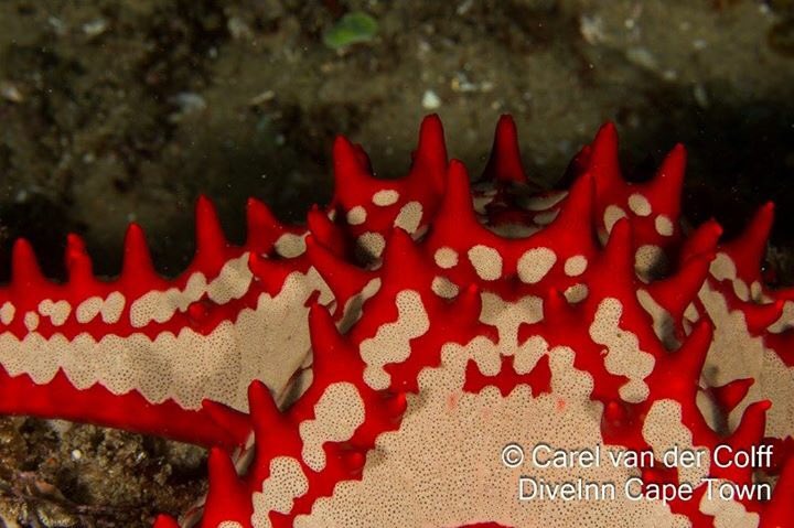 DiveInnCapetown's tweet photo. The ocean is always showing off! #Dive with us to see it. More pics > https://t.co/WYPws3pNtQ #diving https://t.co/dETtyg4nKZ