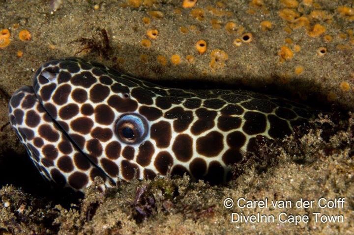 DiveInnCapetown's tweet photo. The ocean is always showing off! #Dive with us to see it. More pics > https://t.co/WYPws3pNtQ #diving https://t.co/dETtyg4nKZ