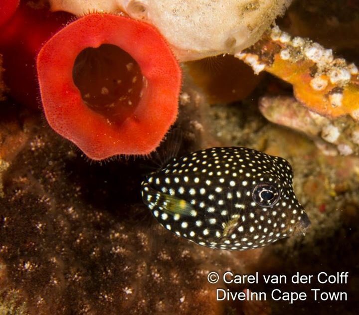 DiveInnCapetown's tweet photo. The ocean is always showing off! #Dive with us to see it. More pics > https://t.co/WYPws3pNtQ #diving https://t.co/dETtyg4nKZ