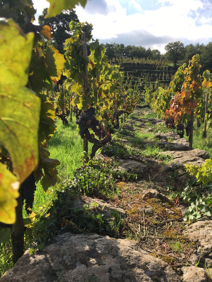 Across the vineyards #terrazzedelletna #vigne #wine #winery #winelovers #nature #nerellomascalese #redwine #whitewine #bestmoment