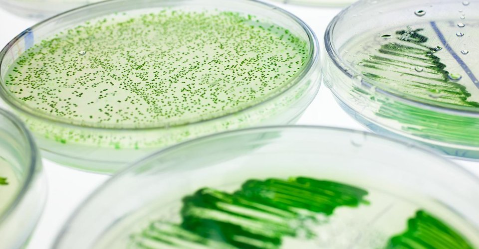 ‘It’s inevitable that #algae will become a larger part of the food supply in the future’
bit.ly/2xfTU2Y 
#FutureOfFood #NovelFoods