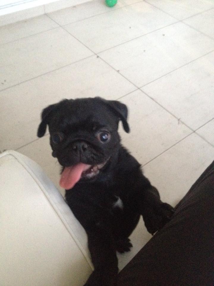 Mariothepug's tweet photo. 2 years ago I first met my Dad. I was immediately suspicious. He kinda grew on me though.
Earn $$$ with this link https://t.co/0BBgV5y2iL https://t.co/P7J5KexM3Y