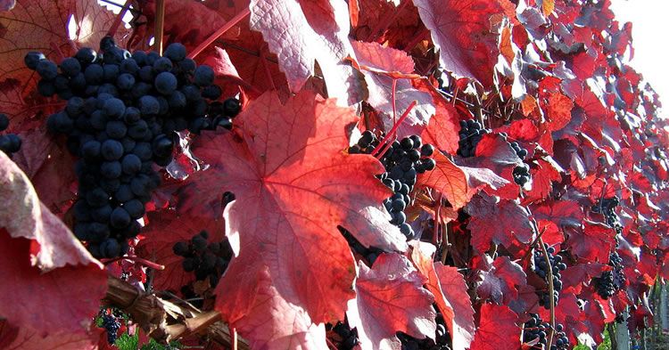 40 Términos imprescindibles sobre la viña buff.ly/2y2FEip vía <a href="/vinopack/">vinopack</a>