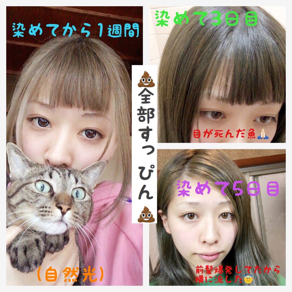 ✩ゆうこ✩ 猫が行方不明です on X: 