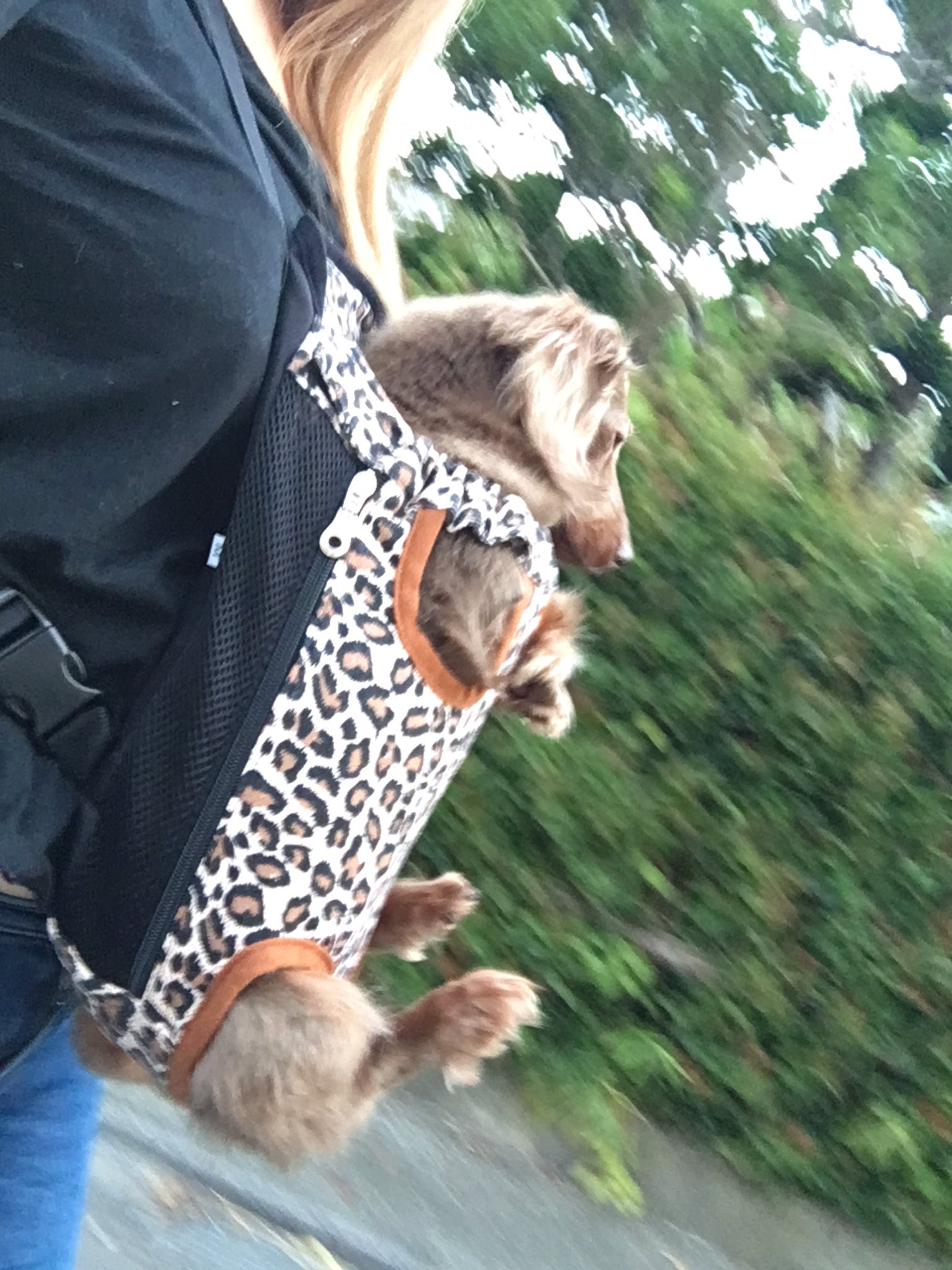 T イブのお散歩 抱っこちゃんだから抱っこ紐でw ちょっとずつ歩く練習しようね 保護犬カフェ 元保護犬 保護犬カフェ西八王子 卒業生 ミニチュアダックスフント T Co 6xwdrkkn69 Twitter