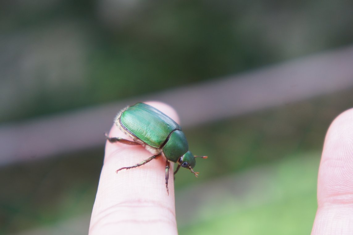 コガネムシはかわいい