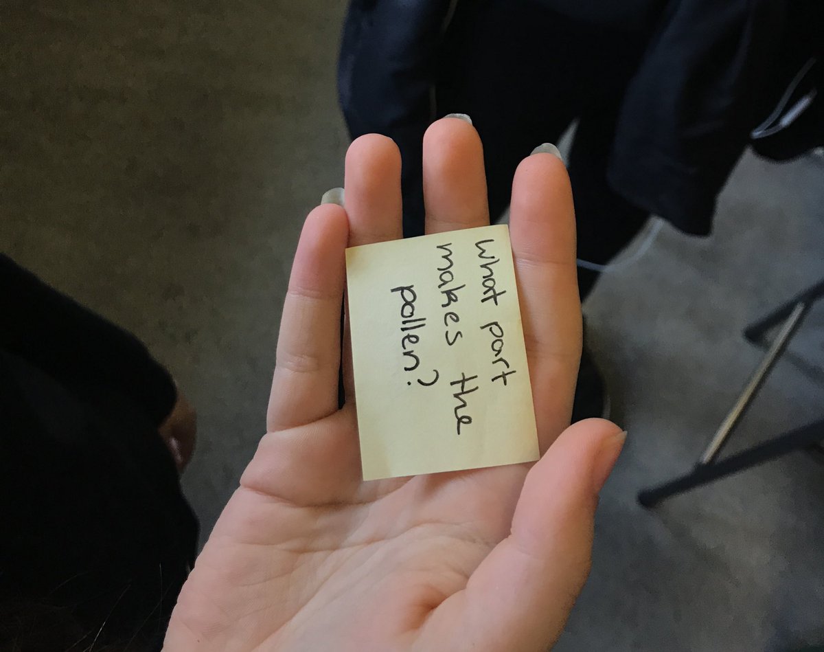 MrsMartin_Bio's tweet image. Quiz quiz trade in s3 biology today! Learning the parts of the flower. #lovelearning #activelearningstrategies