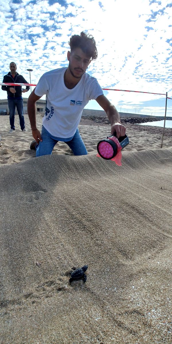 WWFitalia's tweet photo. Nascono le prime tartarughine dal nido di Campomarino #Taranto, seguite amorevolmente dai volontari @oasiwwfpolicoro #Euroturtles https://t.co/vswCCwvpji