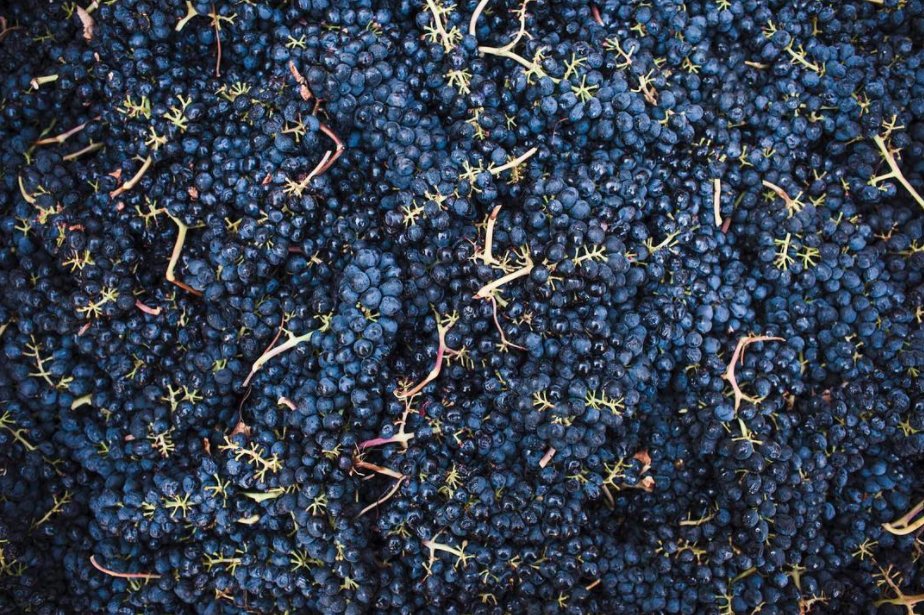We'd love to dive right in! 🍇
📷: <a href="/CovenantWines/">Covenant Wines</a>