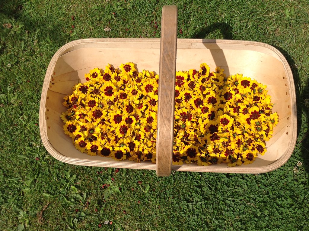 A trug full of coreopsis flowers... last of the harvest. #plantdyeing #plantdyedwool