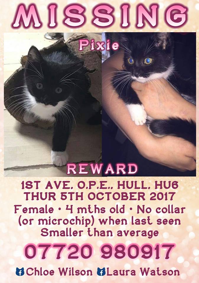 CatsMissing's tweet photo. HELP #FindPixie #Kitten Vanished Thursday 5/10/17 1ST AVE #HULL HU6 #Yorkshire #MissingCatsUK Contact Chloe WilsonβΆhttps://t.co/GYSTXCvsJI https://t.co/JKnOxn5YOJ