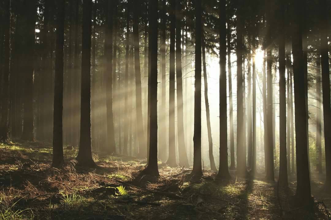 OntarioWood's tweet photo. There are 85 billion reasons to be thankful today.  Wishing you the comfort and company of friends, family and forests this Thanksgiving! ❤ https://t.co/a83ujYjLJv