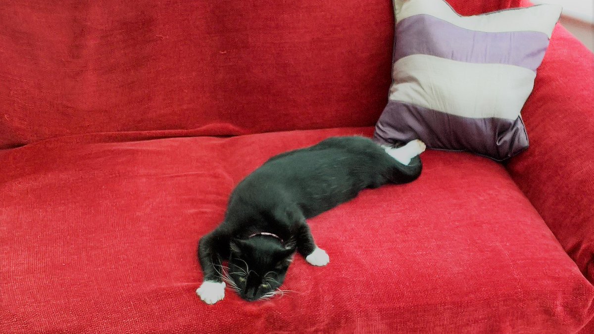 talltreetrans's tweet photo. #MondayFeeling #baggycat #translate #language https://t.co/HL9WNFr4SE