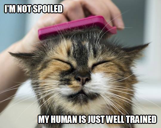 CatOwnersGlobal's tweet photo. Truth..... #cats #catsoftwitter https://t.co/1Ar8g2QgWH