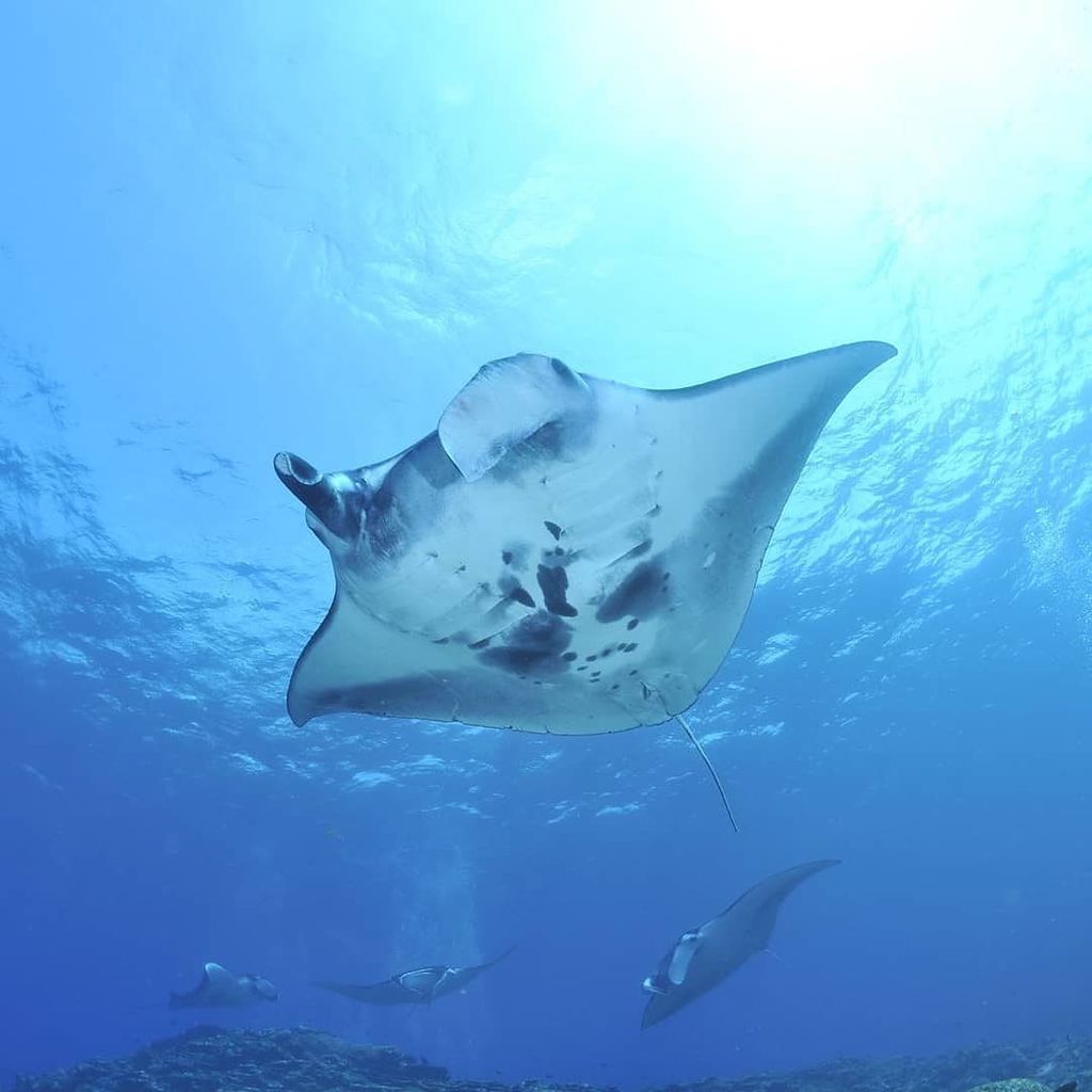 Manta Ray Mondays 💙 love these beautiful creatures!
.
.
#manta #mantaray #monday #underthesea #underwater #marinel… ift.tt/2z9TjCh