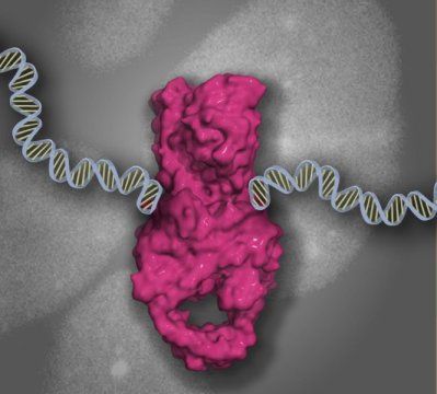 IAmBiotech's tweet photo. This is pretty incredible: #DNA damage caused by #cancer treatment reversed by ZATT protein https://t.co/g4FrENGnED https://t.co/1np3fLMv3U