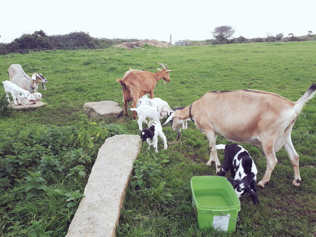 ChannelVFarm's tweet image. The goats enjoying the misty outdoors today #Autumnwatch #goats