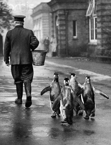 HLHistories's tweet photo. A zookeeper in London is followed by his fans, 1930s. 
#penguins  #happyfeet #lunchtime #fans #fish #honkhonk #icebergs #animals #follow https://t.co/0wQFod6Wt3