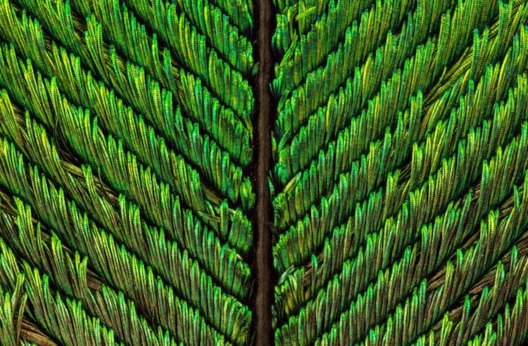 FoolsJournal's tweet image. Le incredibili fotografie macro che evidenziano la meraviglia delle piume di pavone: foolsjournal2.wordpress.com/2017/10/09/le-… #fotografia #macro