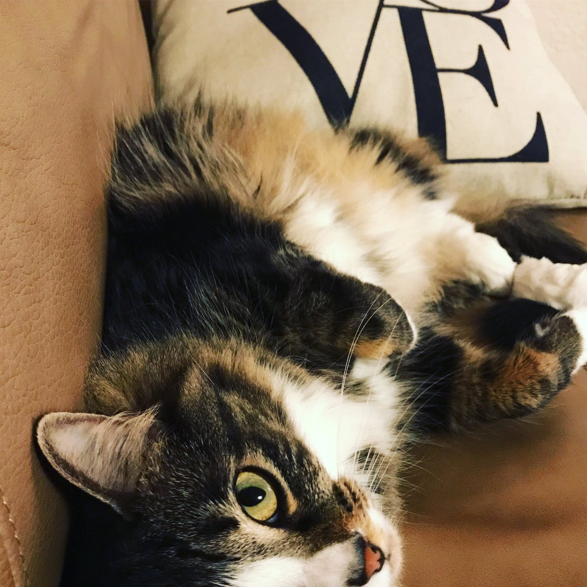 officialpetmio's tweet photo. Pixel says good morning! 😸😽 This kitty is excited to get her personalized #organicpetfood soon! #fullyfunded #kickstarter #petsofpetmio https://t.co/c8n76U0egf