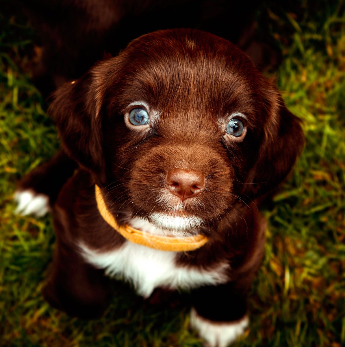 jml4050's tweet photo. Puppy pics with mum. 5 weeks old. @ShootingTimes @BASCgundogs1 @hpxrsrjj https://t.co/2LsLfXANPp