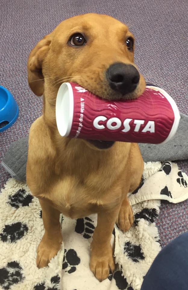 CareAndCompare's tweet photo. @CostaCoffee Junior #officedog Rogan helping out with #coffeebreak this morning! #puppy #foxredlabrador https://t.co/DJFrYS72jZ