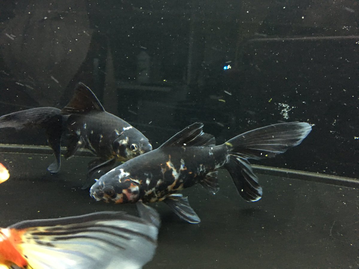 えれ Boothで通販やってます Na Tviteru うちでお迎えした墨朱文2匹と白がちの朱文金 3枚目はうちにいる鉄魚w 長ものをすべて1水槽に投入しました 色とりどりで楽しい水槽になりました 金魚