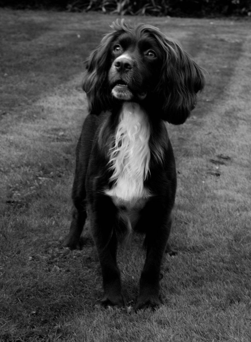 jml4050's tweet photo. Puppy pics with mum. 5 weeks old. @ShootingTimes @BASCgundogs1 @hpxrsrjj https://t.co/2LsLfXANPp