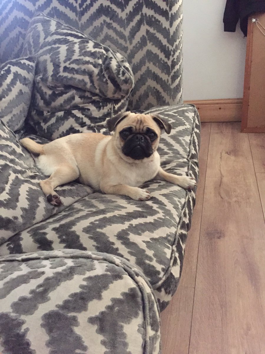 blurton_leanne's tweet photo. I am so happy to say we have our bby girl back home where she belongs 🐶🐶🐶😁😁😁😥😥😥 so emotional right now ❤️️❤️️❤️️❤️️ https://t.co/QEwGkj4UpL