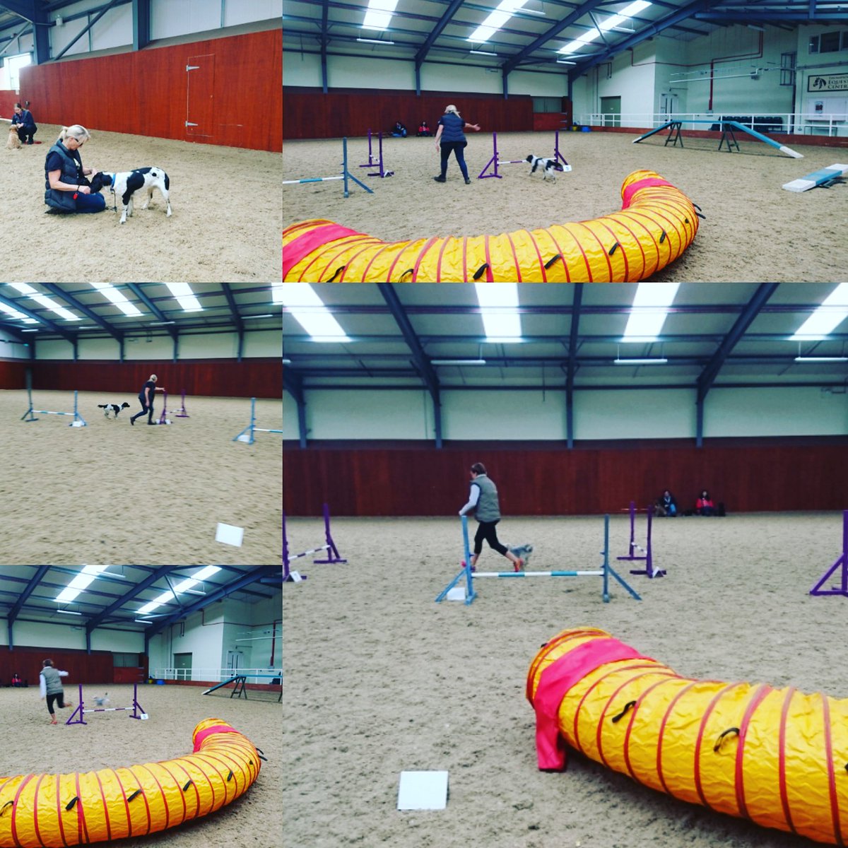 jopaydogtrainer's tweet photo. Agility fun with my lovely Friday ladies
#jopay #agilitytraining #standishdogtrainer https://t.co/sQ0ZcB9zCe