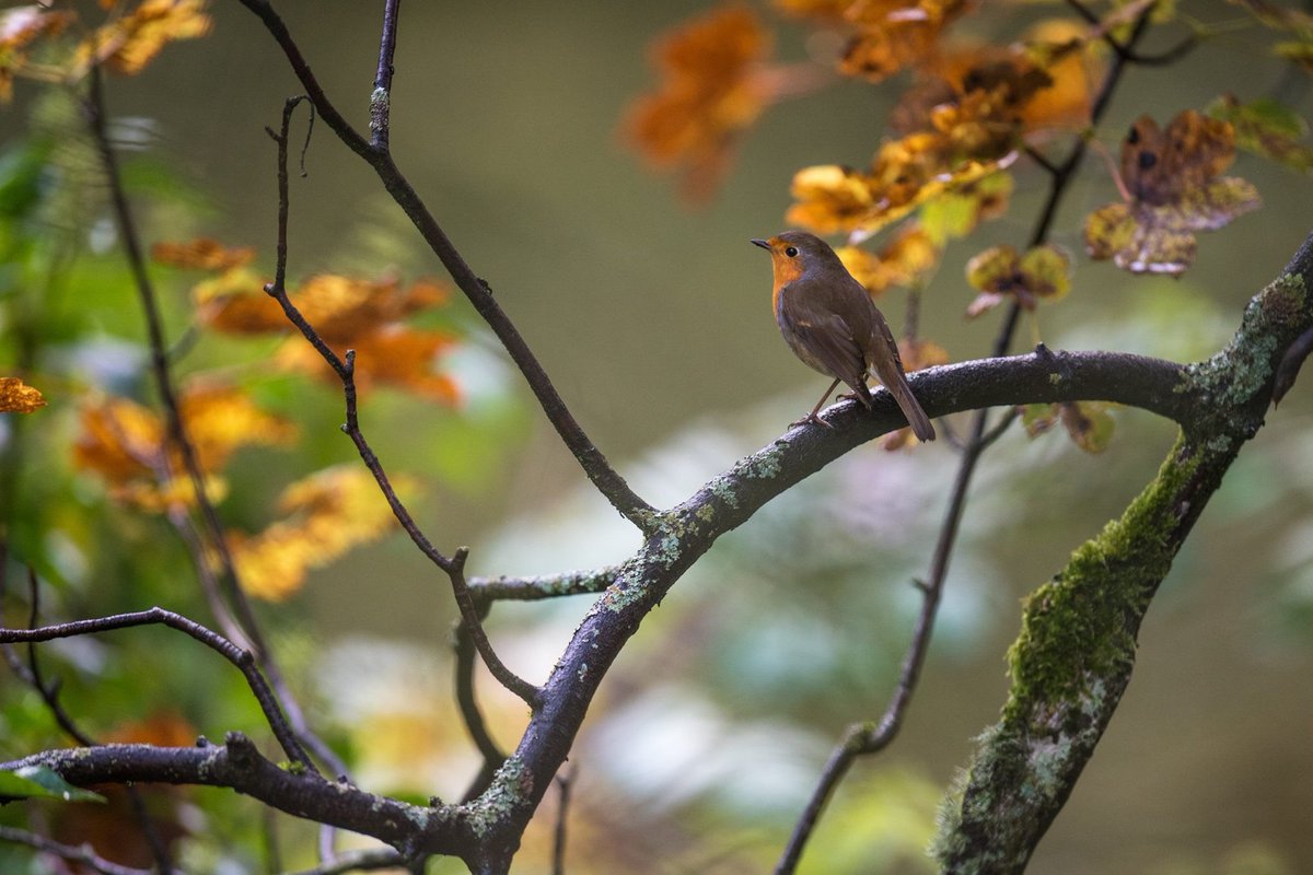 VillagerJim's tweet photo. Autumn is all around us #Autumnwatch #Autumn2017 @Natures_Voice https://t.co/z0VnhoM82i