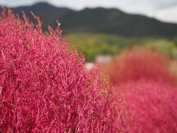 ひるがの高原のコキアやペチュニアの22年見頃や開花状況は アクセスや駐車場は そらいろ 日本が魅せる多彩な表情