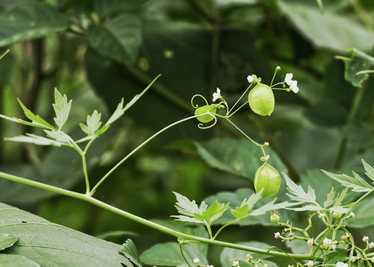 N01 A Twitter グーグルの植物図鑑で フウセンカズラという1年草だと知りました 成熟した種が猿の顔 に似ているということで 成熟が楽しみです