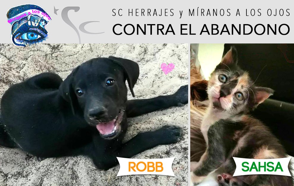 El pasado sábado colaboramos en el Canicross Solidario con la ONG de Illescas "Míranos a los Ojos" facebook.com/M%C3%ADranos-a…