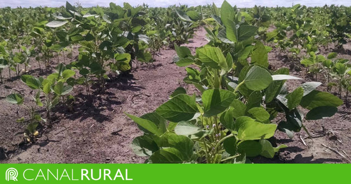 canalrural's tweet photo. Irregularidade das chuvas pode atrasar ainda mais o plantio da soja no Brasil https://t.co/VpkcsEnM8D https://t.co/UvVfccVI70